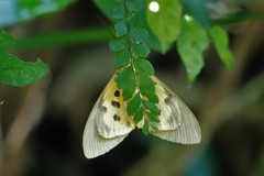 Asota plaginota