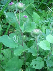 Arctium × nothum