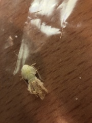 Ricania sublimata