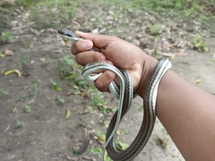 Dendrelaphis terrificus
