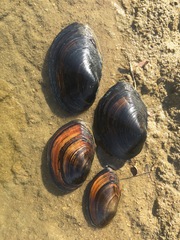 Sinanodonta schrenkii