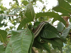 Dendrelaphis terrificus