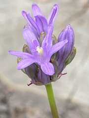 Dichelostemma multiflorum