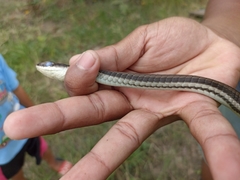 Dendrelaphis terrificus