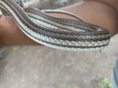 Dendrelaphis terrificus