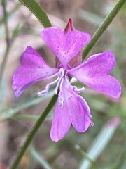 Clarkia biloba