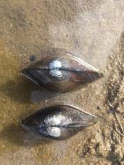 Sinanodonta schrenkii