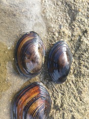 Sinanodonta schrenkii