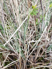 Carex livida