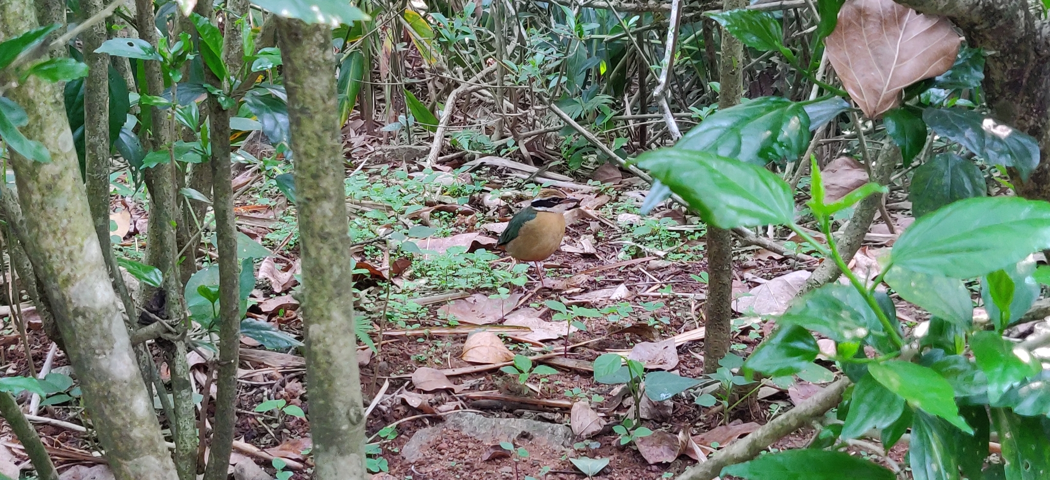 Indian Pitta