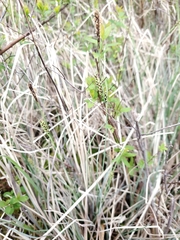 Carex livida