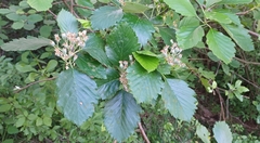 Karpatiosorbus