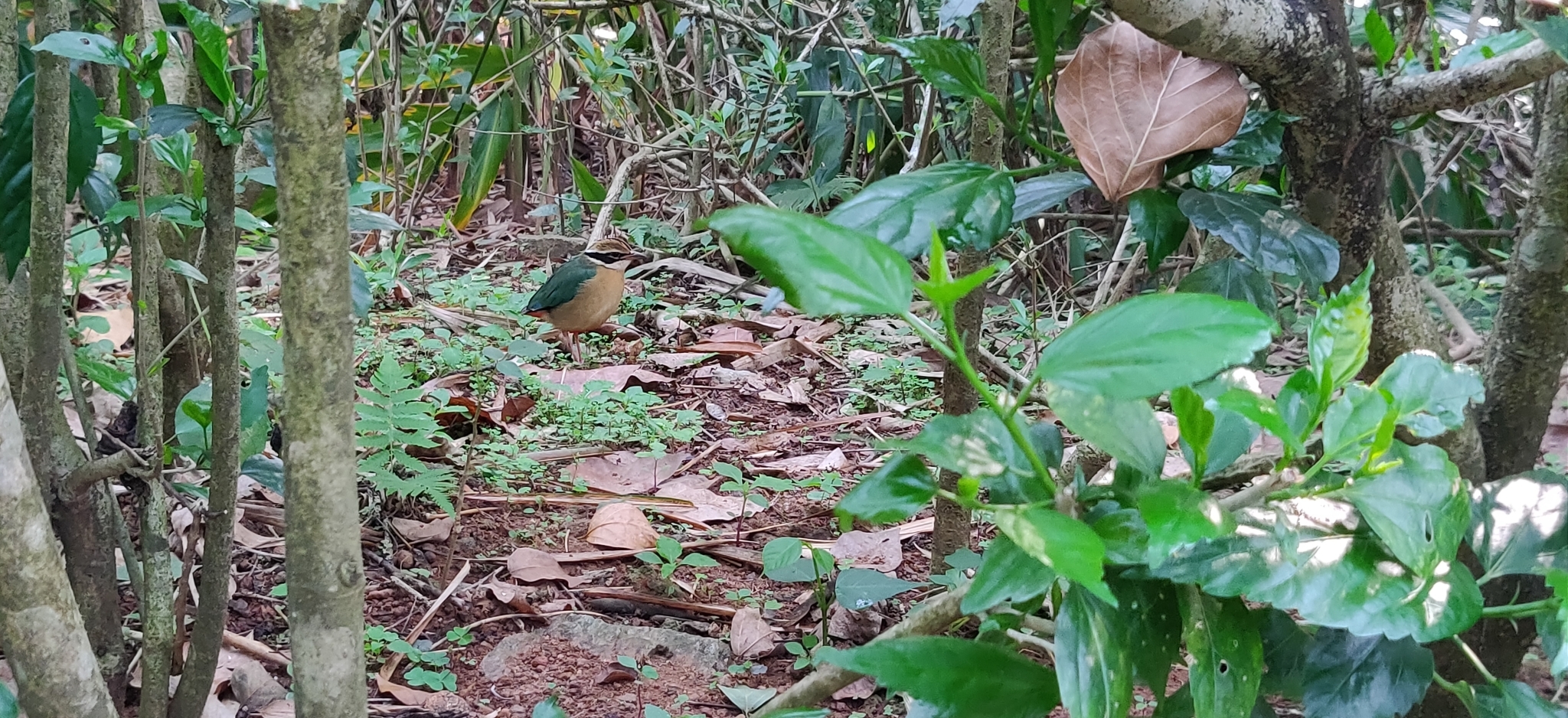 Indian Pitta
