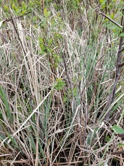Carex livida