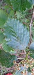 Karpatiosorbus