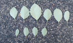 Karpatiosorbus