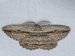 Scioglyptis chionomera