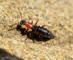 Endeodes collaris