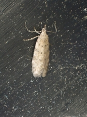 Pseudotelphusa paripunctella