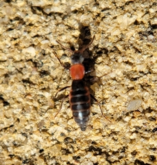 Endeodes collaris