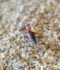 Endeodes collaris