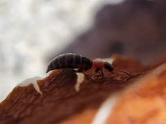 Endeodes collaris