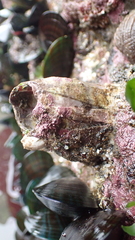 Austromegabalanus nigrescens