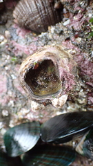 Austromegabalanus nigrescens