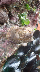 Austromegabalanus nigrescens