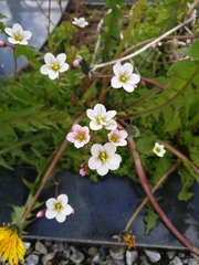 Saxifraga