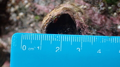 Austromegabalanus nigrescens