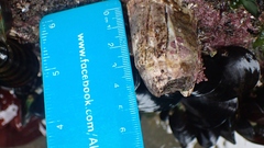 Austromegabalanus nigrescens