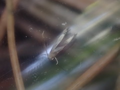 Thylacosceles radians