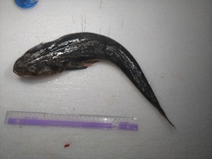 Platycephalus indicus