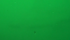 Carcharhinus melanopterus