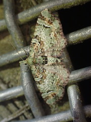 Pasiphila bilineolata