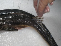 Platycephalus indicus