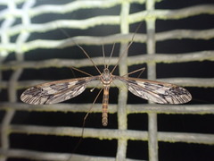 Leptotarsus binotatus