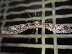 Leptotarsus binotatus