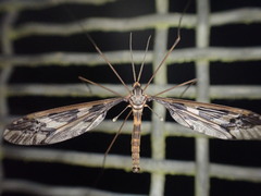 Leptotarsus binotatus