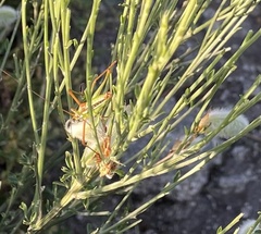 Odontura macphersoni