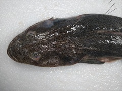 Platycephalus indicus