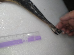 Platycephalus indicus