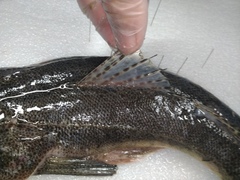 Platycephalus indicus