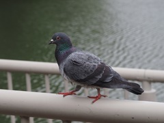 Columba livia domestica