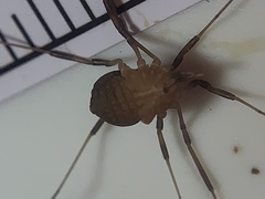 Eumesosoma