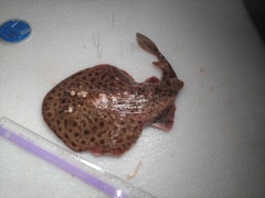 Darkfinned Numbfish photo 3