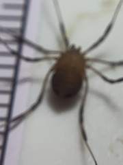 Eumesosoma