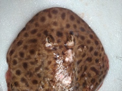 Darkfinned Numbfish photo 4