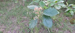Karpatiosorbus